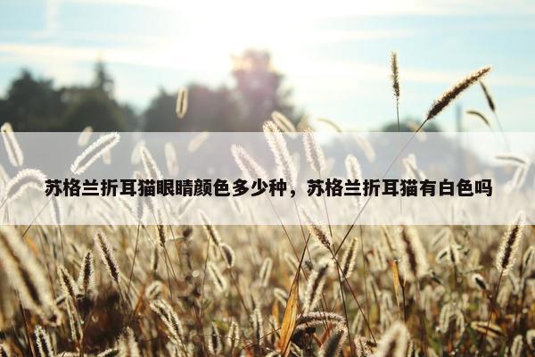 苏格兰折耳猫眼睛颜色多少种，苏格兰折耳猫有白色吗