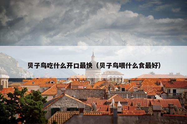 贝子鸟吃什么开口最快(贝子鸟喂什么食最好)