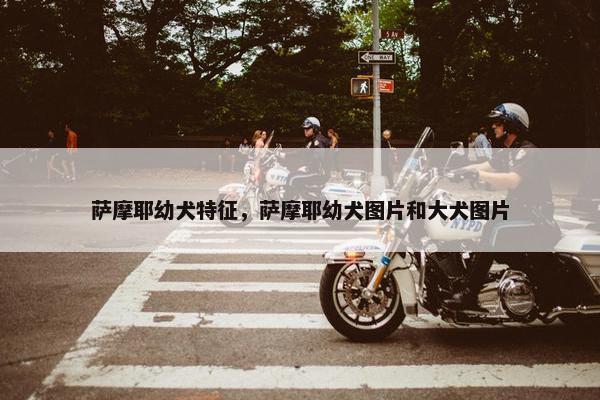 萨摩耶幼犬特征，萨摩耶幼犬图片和大犬图片