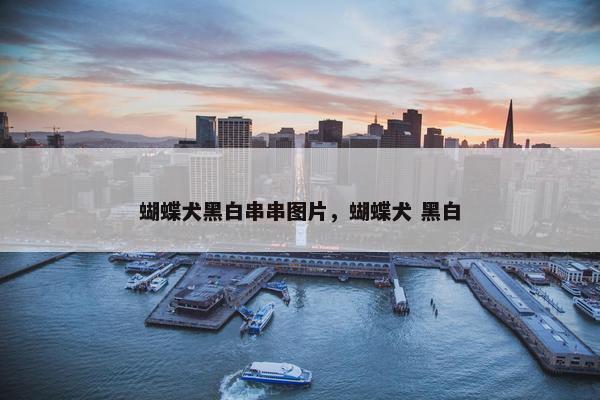 蝴蝶犬黑白串串图片，蝴蝶犬 黑白