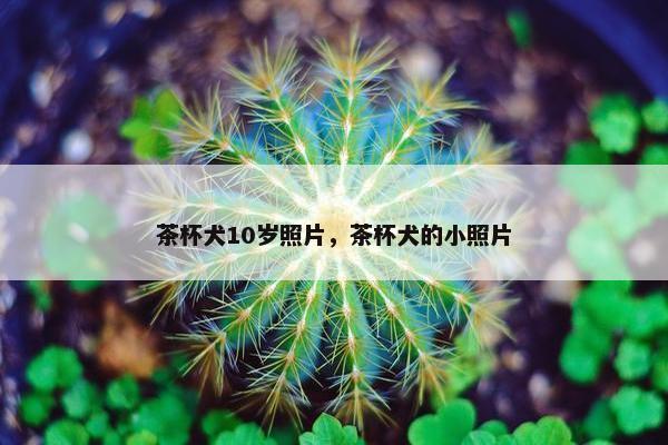 茶杯犬10岁照片，茶杯犬的小照片