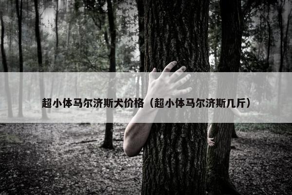 超小体马尔济斯犬价格（超小体马尔济斯几斤）