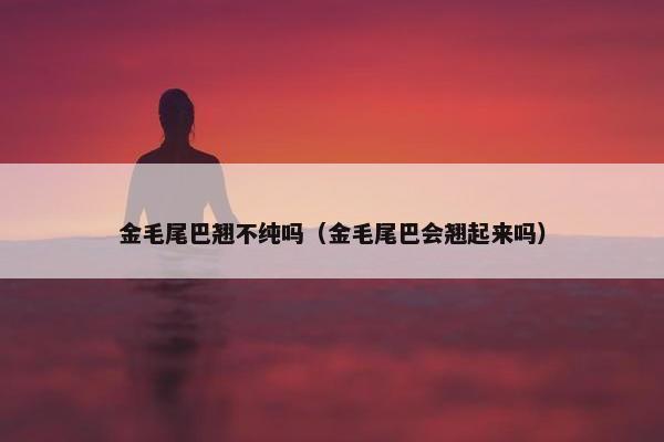 金毛尾巴翘不纯吗（金毛尾巴会翘起来吗）
