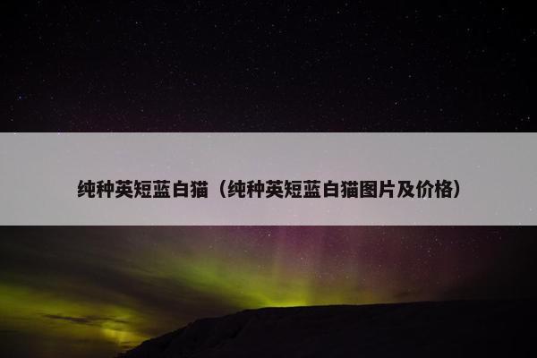 纯种英短蓝白猫（纯种英短蓝白猫图片及价格）