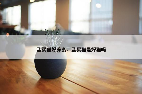孟买猫好养么，孟买猫是好猫吗