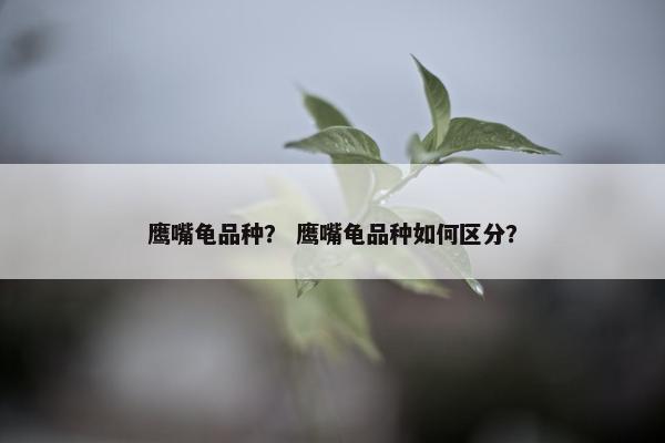 鹰嘴龟品种？ 鹰嘴龟品种如何区分？