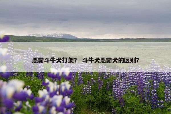 恶霸斗牛犬打架？ 斗牛犬恶霸犬的区别？