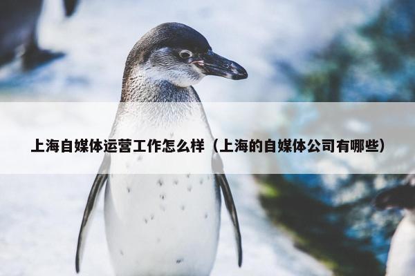 上海自媒体运营工作怎么样（上海的自媒体公司有哪些）