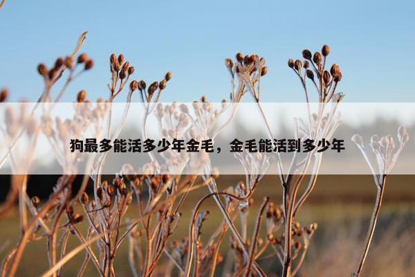 狗最多能活多少年金毛，金毛能活到多少年