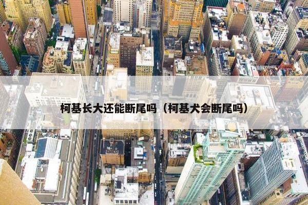 柯基长大还能断尾吗（柯基犬会断尾吗）