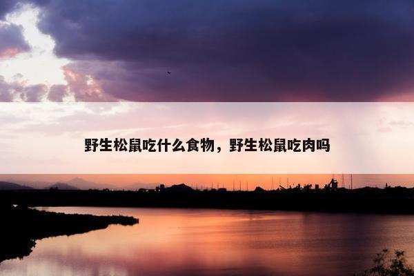 野生松鼠吃什么食物，野生松鼠吃肉吗