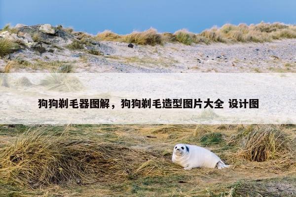 狗狗剃毛器图解，狗狗剃毛造型图片大全 设计图