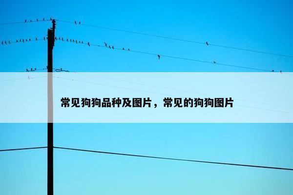 常见狗狗品种及图片，常见的狗狗图片