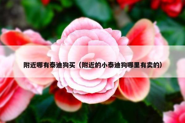 附近哪有泰迪狗买（附近的小泰迪狗哪里有卖的）