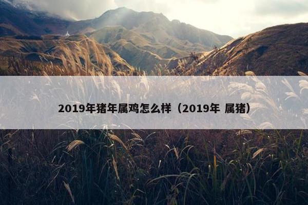 2019年猪年属鸡怎么样（2019年 属猪）