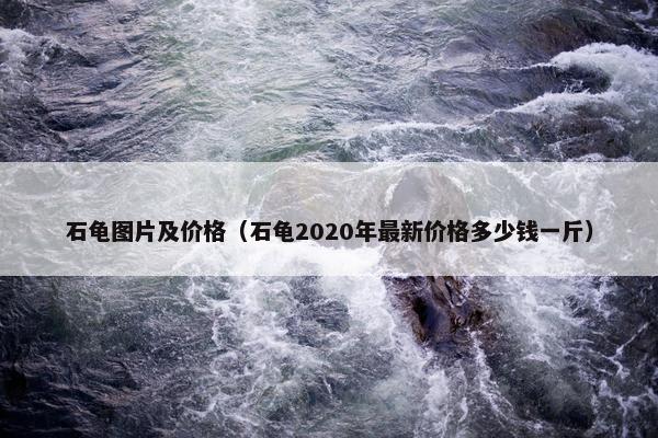 石龟图片及价格（石龟2020年最新价格多少钱一斤）