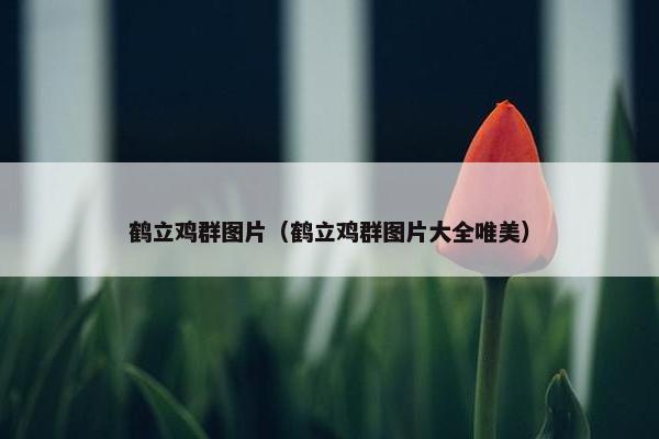 鹤立鸡群图片（鹤立鸡群图片大全唯美）
