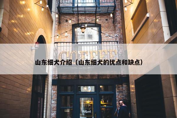 山东细犬介绍（山东细犬的优点和缺点）