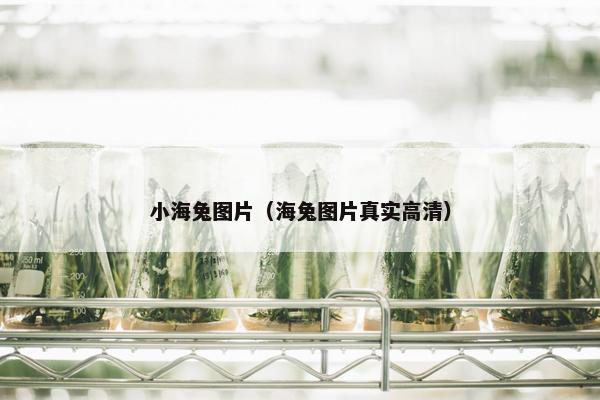 小海兔图片（海兔图片真实高清）