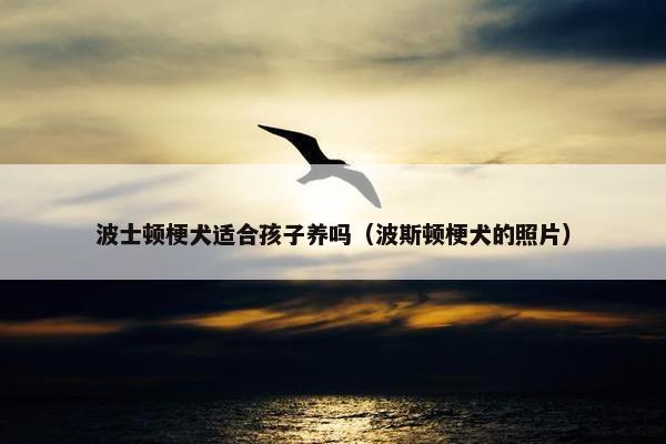 波士顿梗犬适合孩子养吗（波斯顿梗犬的照片）
