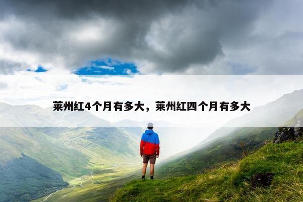 莱州红4个月有多大，莱州红四个月有多大