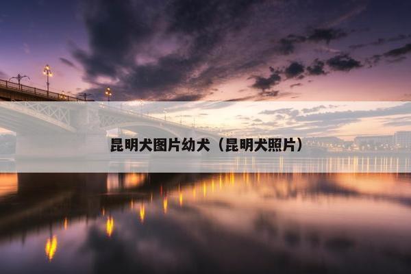 昆明犬图片幼犬（昆明犬照片）