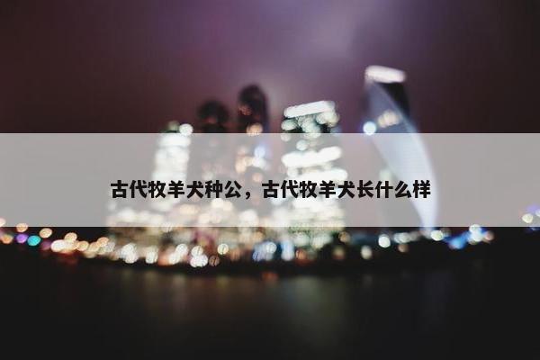古代牧羊犬种公，古代牧羊犬长什么样