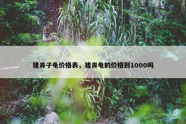 猪鼻子龟价格表，猪鼻龟的价格到1000吗