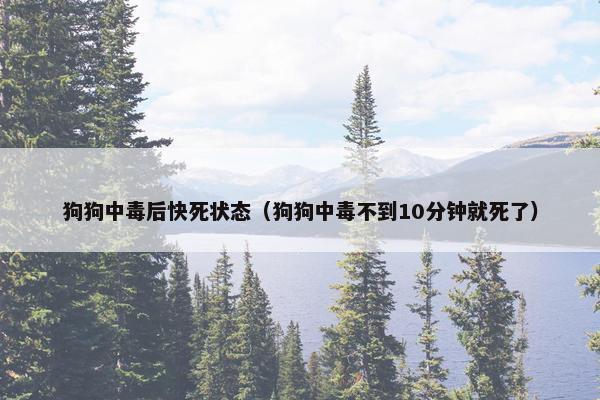 狗狗中毒后快死状态（狗狗中毒不到10分钟就死了）