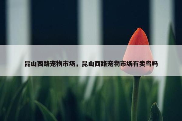 昆山西路宠物市场，昆山西路宠物市场有卖鸟吗