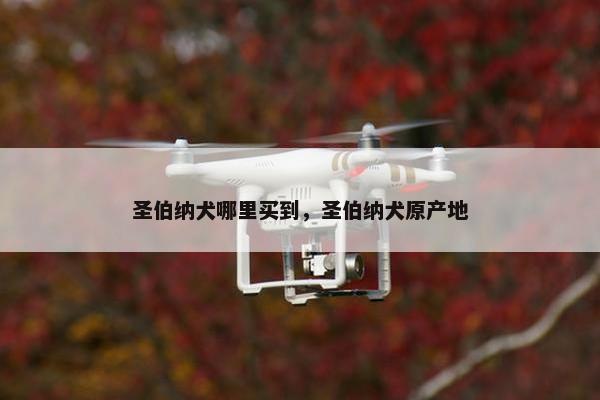 圣伯纳犬哪里买到，圣伯纳犬原产地