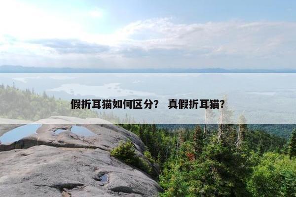 假折耳猫如何区分？ 真假折耳猫？