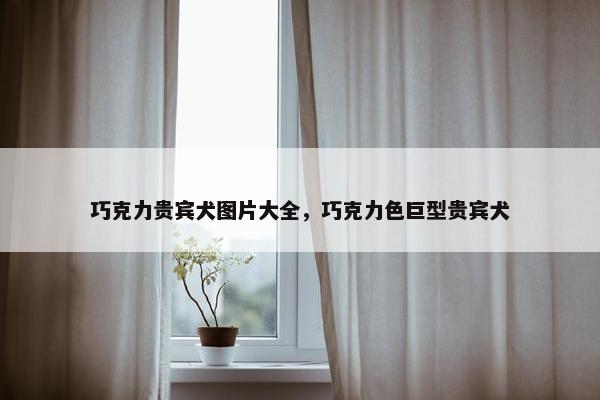 巧克力贵宾犬图片大全，巧克力色巨型贵宾犬