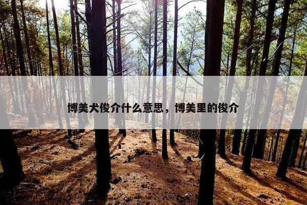 博美犬俊介什么意思，博美里的俊介