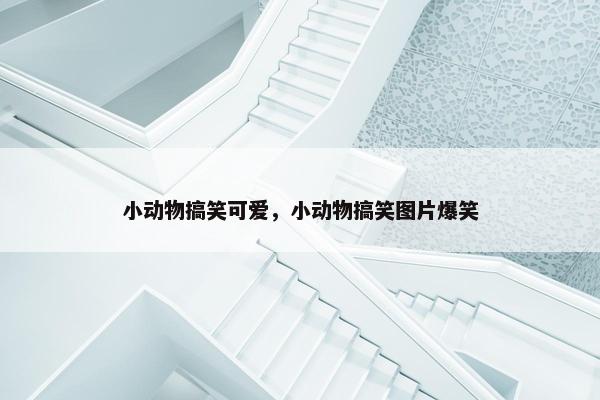 小动物搞笑可爱，小动物搞笑图片爆笑