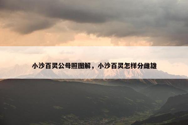 小沙百灵公母照图解，小沙百灵怎样分雌雄