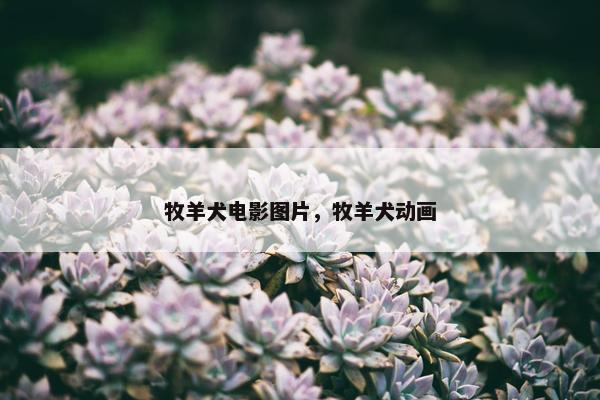 牧羊犬电影图片，牧羊犬动画