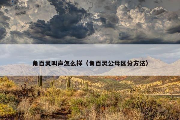 角百灵叫声怎么样（角百灵公母区分方法）