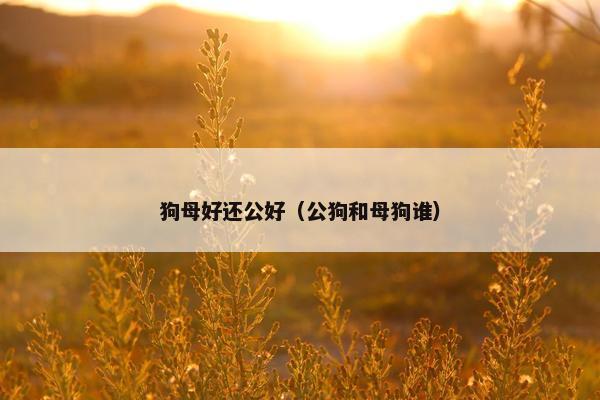 狗母好还公好（公狗和母狗谁）