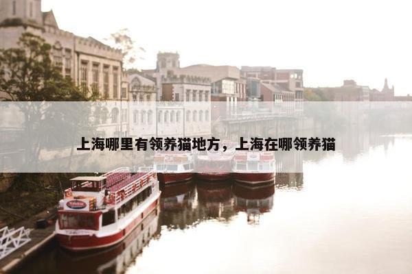 上海哪里有领养猫地方，上海在哪领养猫