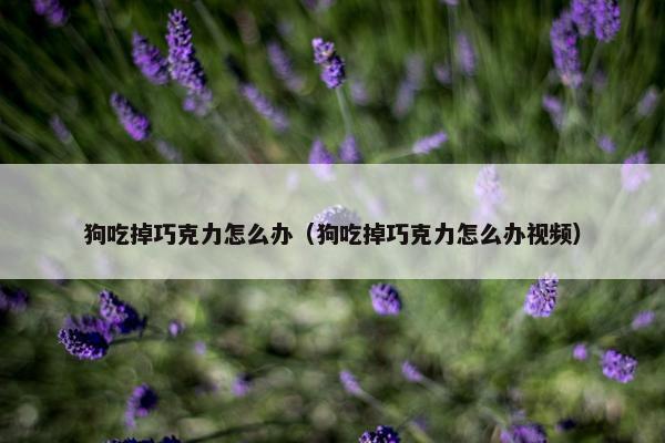 狗吃掉巧克力怎么办（狗吃掉巧克力怎么办视频）