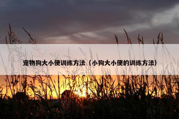 宠物狗大小便训练方法（小狗大小便的训练方法）