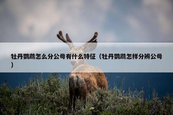 牡丹鹦鹉怎么分公母有什么特征（牡丹鹦鹉怎样分辨公母）