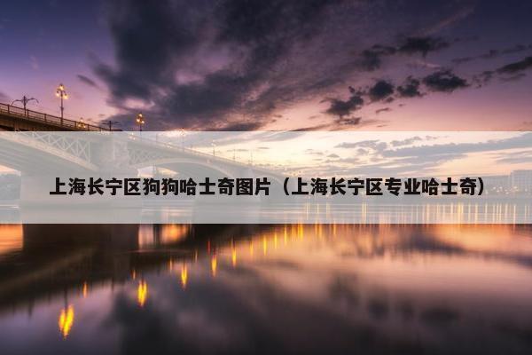 上海长宁区狗狗哈士奇图片（上海长宁区专业哈士奇）