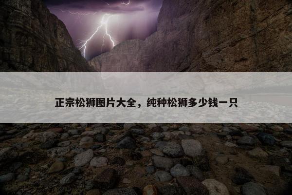 正宗松狮图片大全，纯种松狮多少钱一只