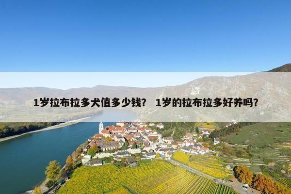 1岁拉布拉多犬值多少钱？ 1岁的拉布拉多好养吗？
