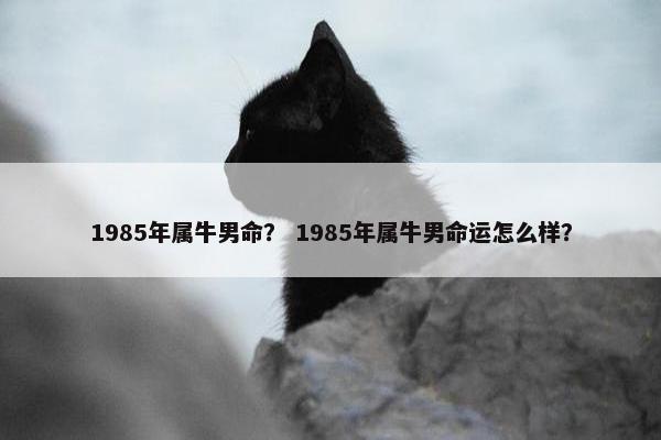 1985年属牛男命？ 1985年属牛男命运怎么样？
