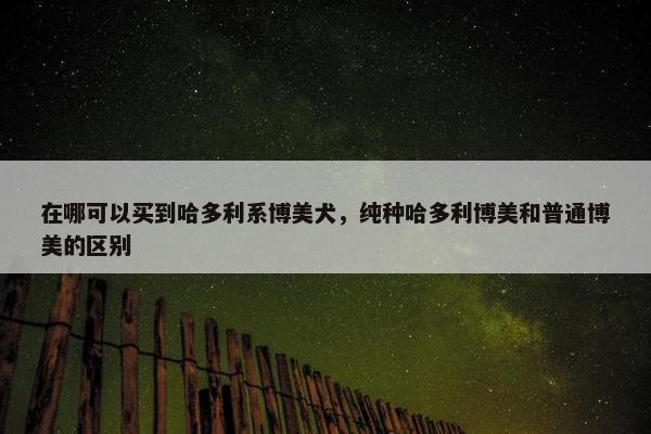 在哪可以买到哈多利系博美犬，纯种哈多利博美和普通博美的区别