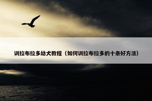 训拉布拉多幼犬教程（如何训拉布拉多的十条好方法）