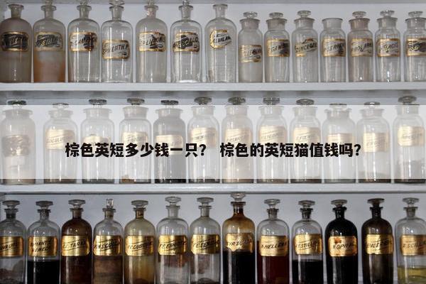棕色英短多少钱一只？ 棕色的英短猫值钱吗？